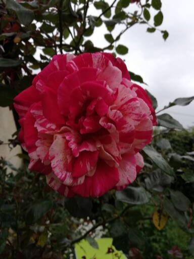 Vila Au Coeur Du Jardin La Boussac Exteriér fotografie
